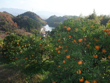 夢の階段-みかん山