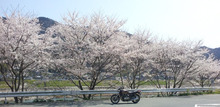 夢の階段-満開の桜とKawasaki