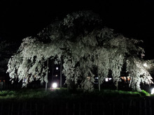 夢の階段-嵐山の夜桜