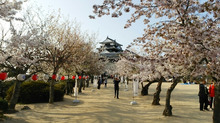 松山城の桜